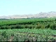 Сельское хозяйство Таджикистана