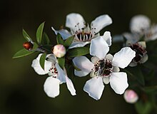 Five-petaled white flowers and round buds on twigs bearing short spiky leaves. A dark bee is in the centre of one of the flowers.