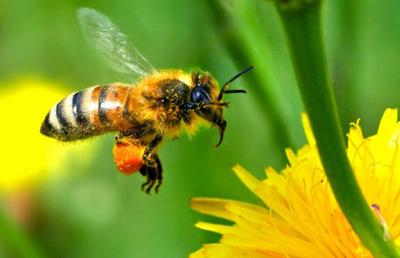 Пчелка готовит полезный мед