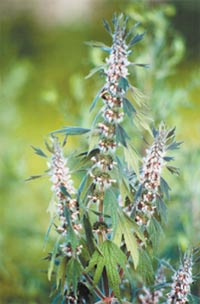 Ценный медонос — цветки пустырника, или сердечной травы. Мёд светло-золотистого цвета, с лёгким ароматом и специфическим вкусом.