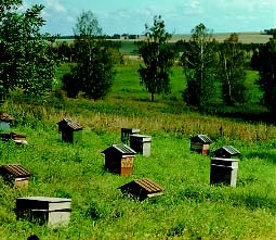 Шесть километров - предельное расстояние, на которое рабочие пчелы могут удаляться от своего улья.