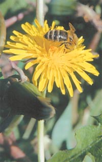 Из нектара одуванчиков готовят пчёлы одуванчиковый мёд золотисто-жёлтого цвета, густой консистенции, с сильным ароматом и резким вкусом.