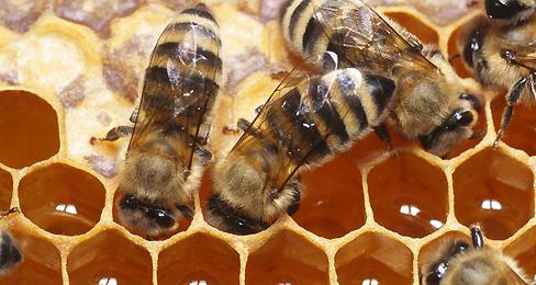 как пчелы делают мед