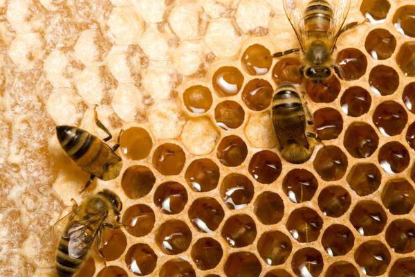 как пчелы вырабатывают мед