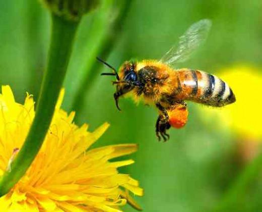 как пчелы производят мед