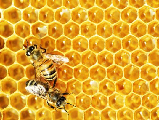 зачем пчелам мед