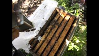 клеточка Титова для подсадки маток к пчелам