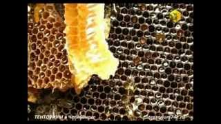 кристаллизация мёда, густой севший мёд