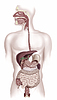 Человек пищеварительной системы сечение | Иллюстрация