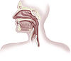 Человек дыхательной системы сечение, головная часть | Иллюстрация