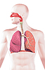 Человек дыхательной системы, сечение | Иллюстрация
