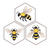 Пчела на мед клетки | Векторный клипарт