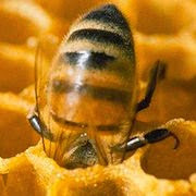 К чему снятся мед и пчелы?