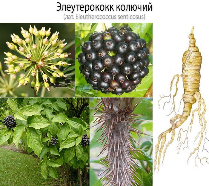 Элеутерококк колючий (лат. Eleutherococcus senticosus) - польза, вред, применение