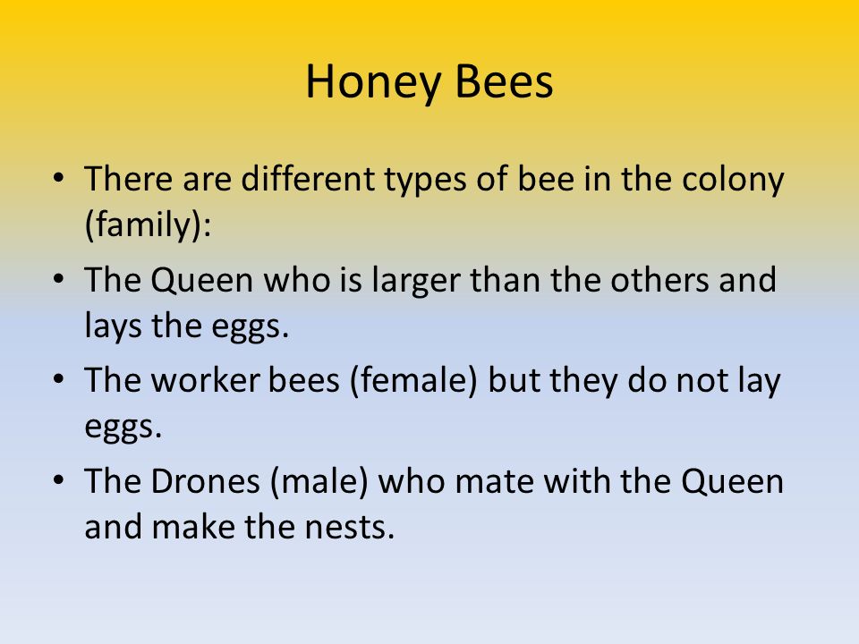 Honey Bees There are different types of bee in the colony (family):