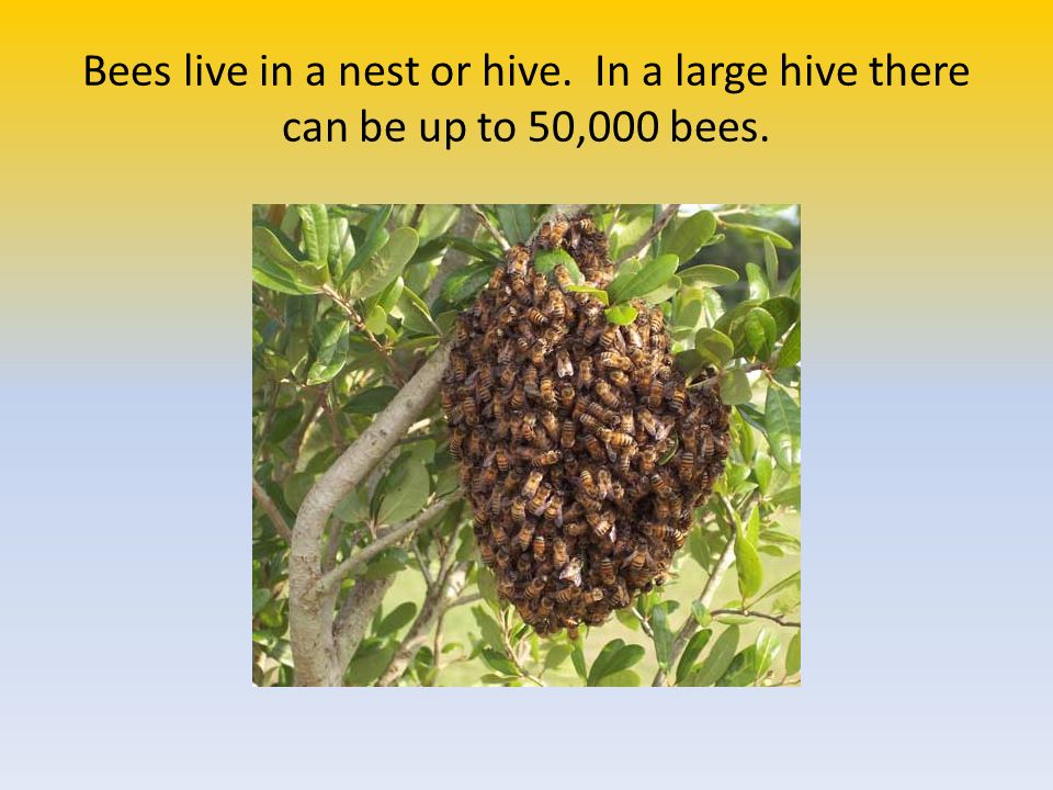 Bees live in a nest or hive