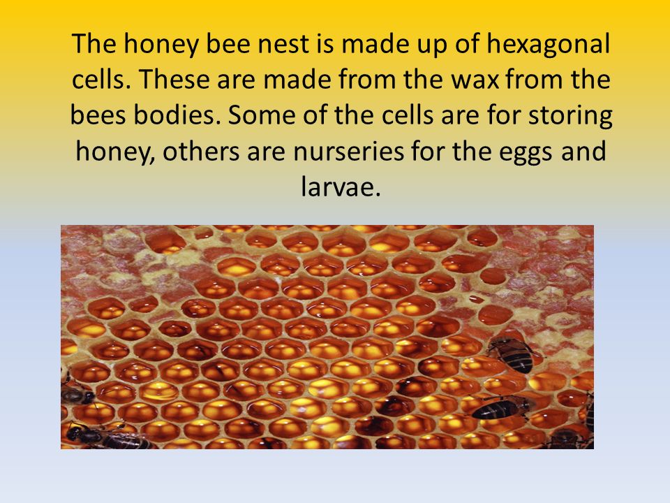 The honey bee nest is made up of hexagonal cells