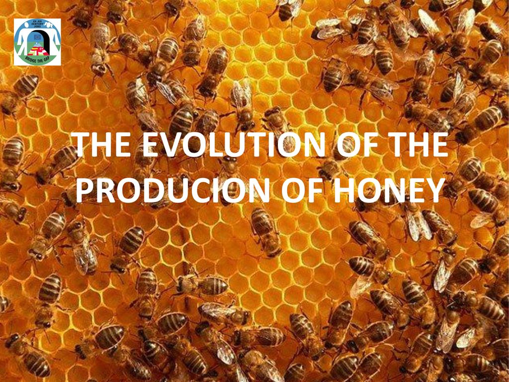 THE EVOLUTION OF THE PRODUCION OF HONEY