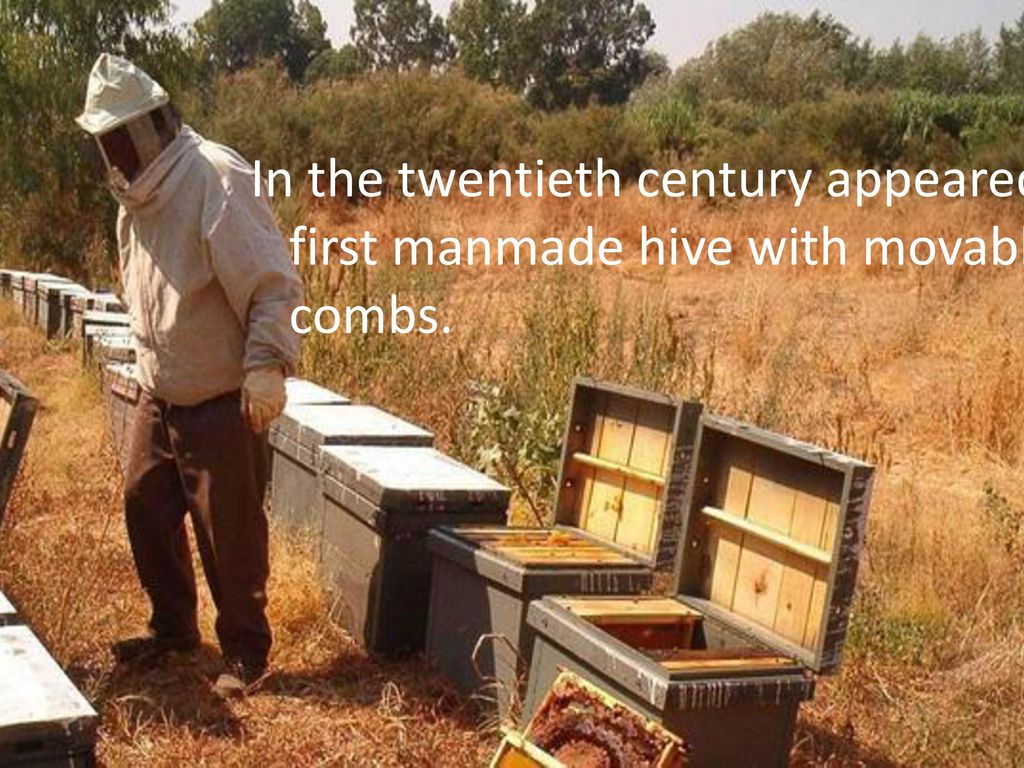 In the twentieth century appeared the first manmade hive with movable combs.
