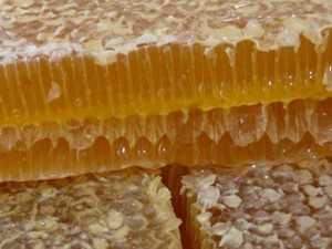Целебные свойства меда и продуктов пчеловодства