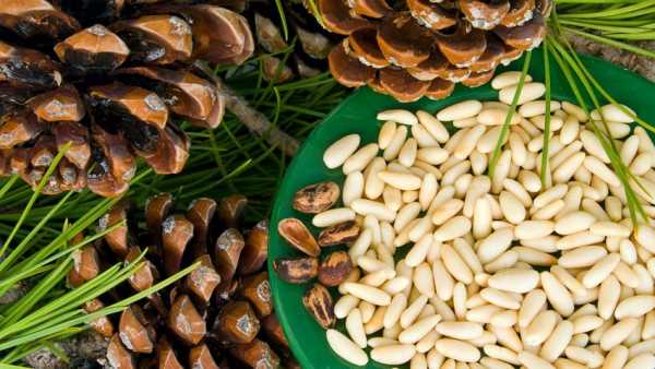 Кедровые орехи с медом польза для мужчин