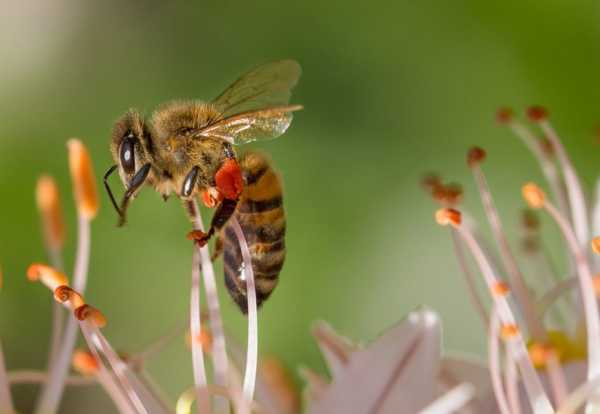 Лечение цветочной пыльцой и медом