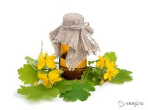 Мед с чистотелом полезные свойства и противопоказания
