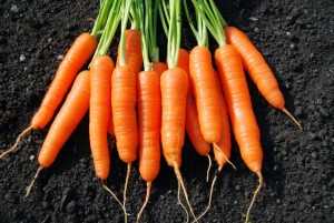 Морковь и мед полезные свойства
