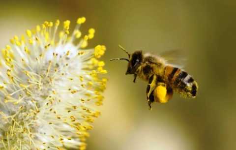 Народное лечение березовыми пыльцой и медом